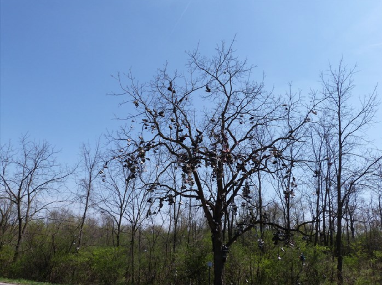 Omgfacts Shoe Trees Are Popping Up All Around The World