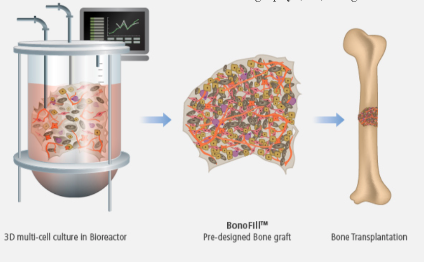 Living bone. Multi-Cell.