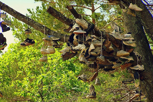 Shoes in trees sale